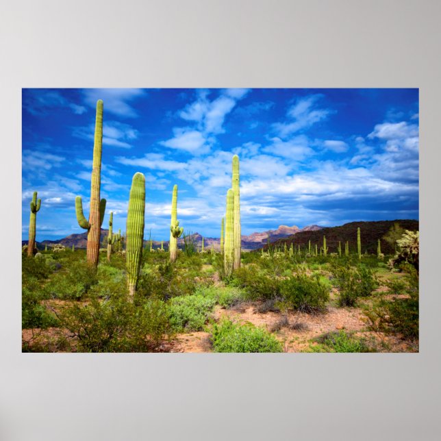 Poster Paysage de cactus du désert, Arizona (Devant)