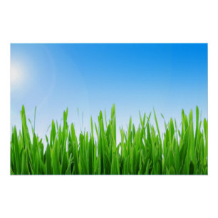 Poster Paysage de ciel bleu d'herbe verte-10826