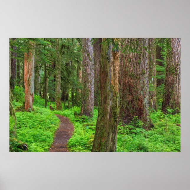 Poster Paysage de forêt ancienne (Devant)