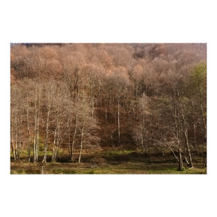 Poster Paysage de forêt automnale - Nature sauvage Rouman