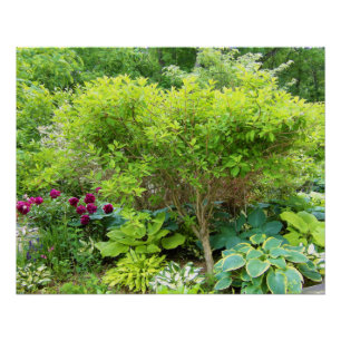 Poster Paysage de Jardin Vert magnifique avec Hostas
