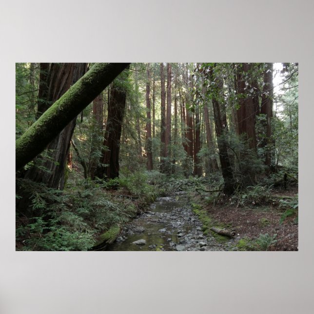 Poster Paysage de la forêt de Muir Woods Stream (Devant)