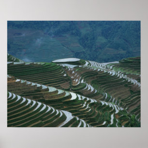 Poster Paysage de rizières en terrasses dans la montagne,