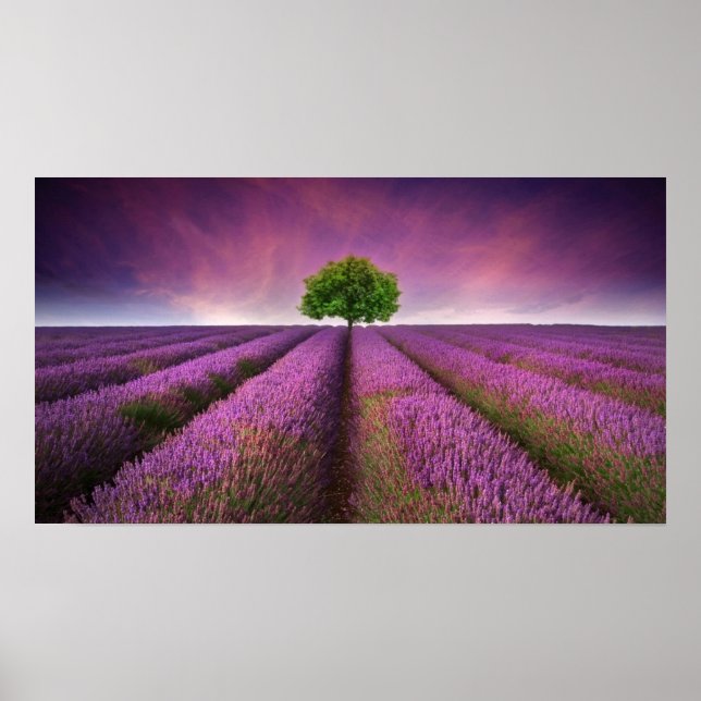 Poster Paysage de terrain de lavande Coucher de soleil d' (Devant)