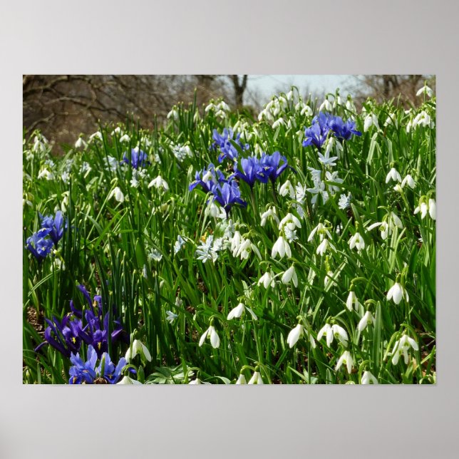 Poster Paysage des fleurs du début du printemps (Devant)