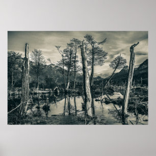 Poster Paysage des forêts sèches, Terre de Feu, Argentine