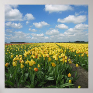 Poster Paysage des Tulipes Jaunes