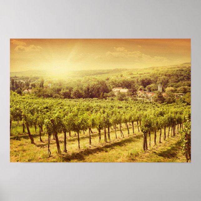 Poster Paysage des vignobles (Devant)