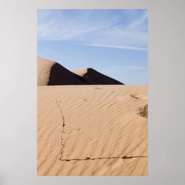 Poster Paysage désertique (Devant)