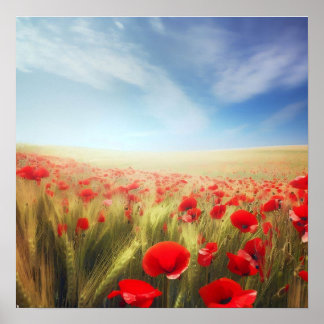 Poster Paysage d'été, champ de blé avec des pavots
