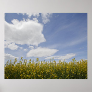 Poster paysage du champ de canola prêt à la récolte