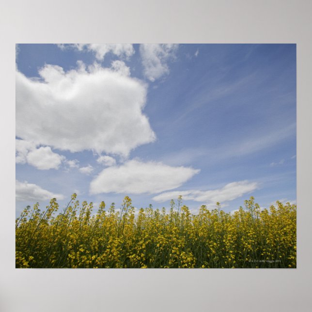 Poster paysage du champ de canola prêt à la récolte (Devant)