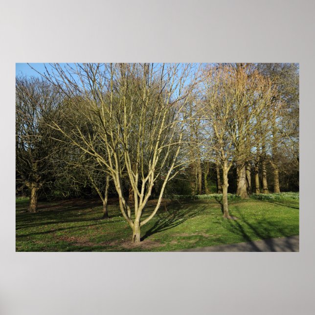 Poster Paysage du parc au début du printemps (Devant)