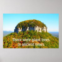 Paysage et arbres du mont Pilot