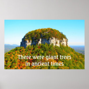 Poster Paysage et arbres du mont Pilot