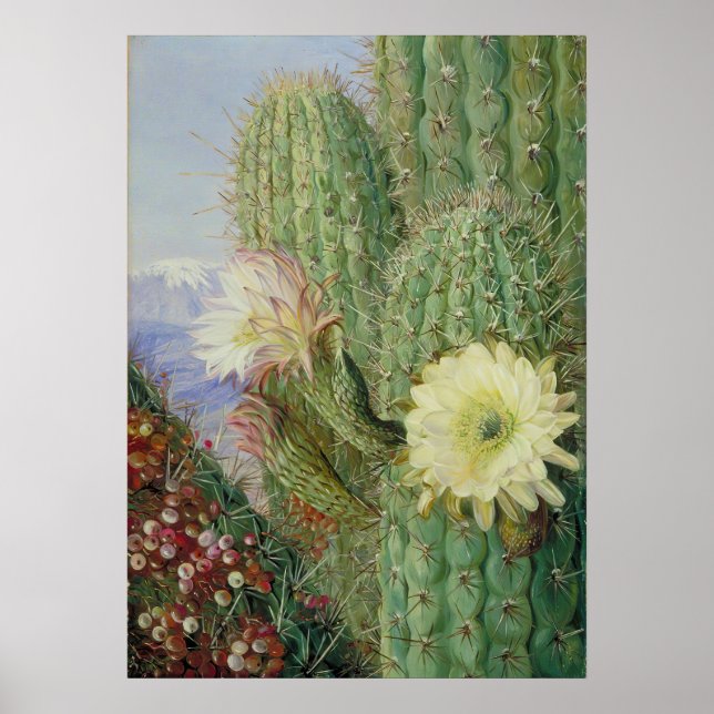 Poster Paysage exotique de Cactus par Marianne North (Devant)