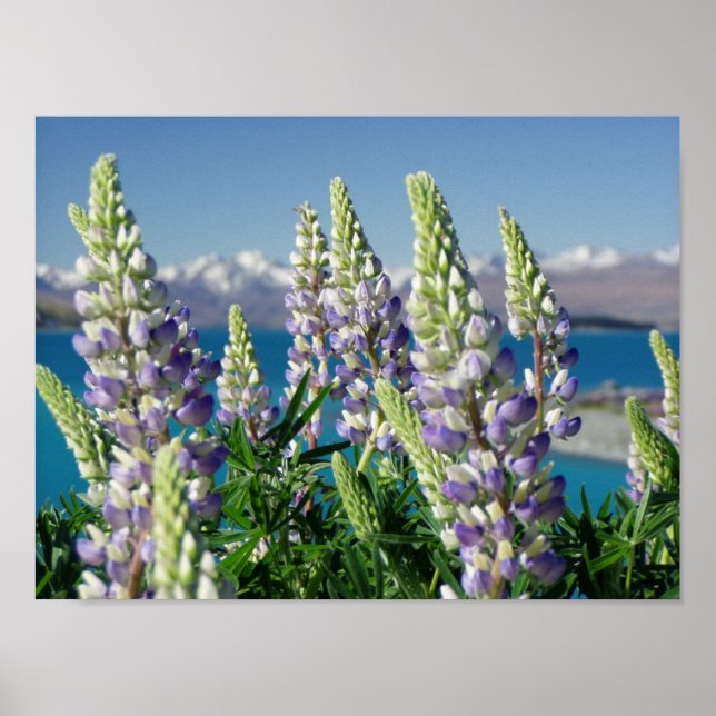 Poster Paysage florissant Lupine Nouvelle-Zélande (Devant)