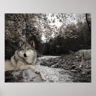 Poster Paysage forestier du ruisseau Wolf