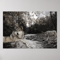 Paysage forestier du ruisseau Wolf
