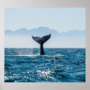 Poster Paysage marin de la baleine : Eau Dramatique.