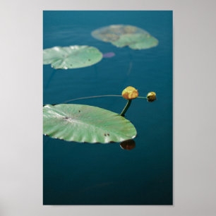 Poster Paysage naturel Eau jaune Lily Pond