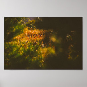 Poster Paysage naturel Paysage Forêt Araignée Spiderweb