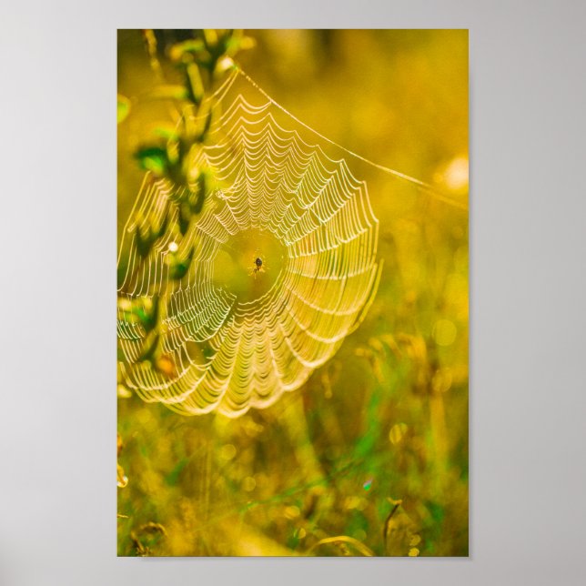 Poster Paysage naturel Spiderweb Spiderweb Soleil (Devant)
