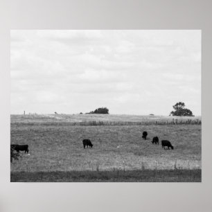 Poster Paysage noir et blanc de vaches pâturant dans un 
