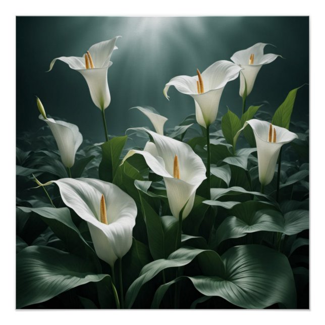 Poster peace lilies (Devant)