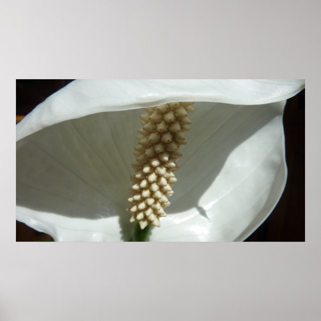 Poster Peace Lily Élégante Flore Blanche (Devant)