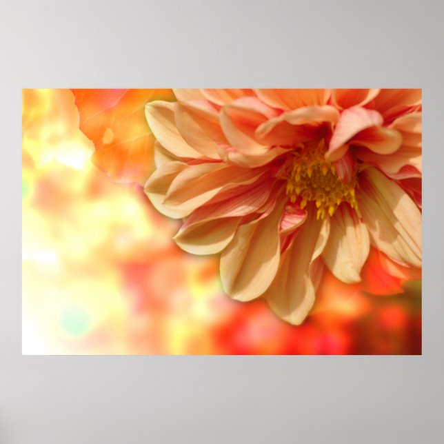 Poster Peach Dahlia Haze (Devant)