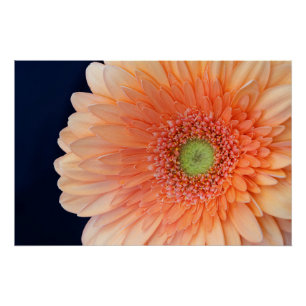 Poster Peach Gerbera