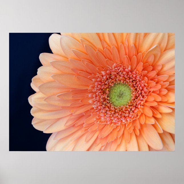 Poster Peach Gerbera (Devant)