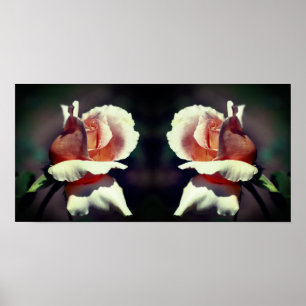 Poster Peach Rosebud Flower Close Up Mirror Abstrait