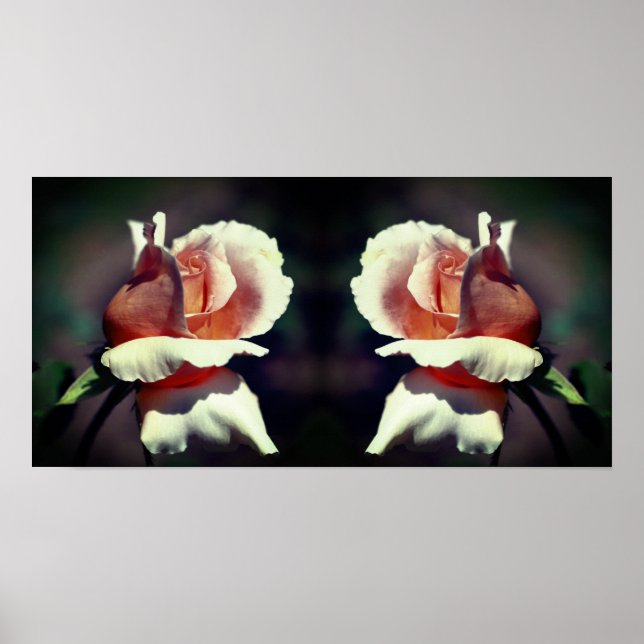 Poster Peach Rosebud Flower Close Up Mirror Abstrait (Devant)