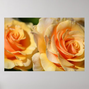 Poster Peach Roses