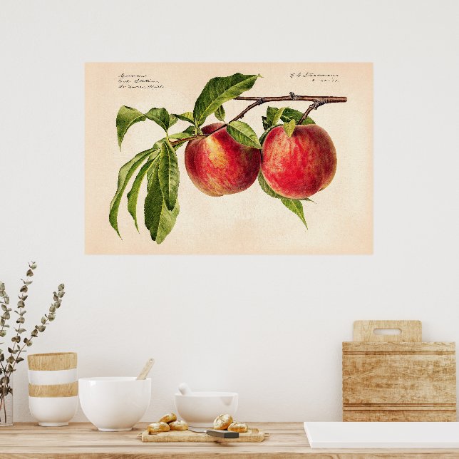 Poster Peaches (Prunus Persica) par Royal Charles Steadma (Cuisine)