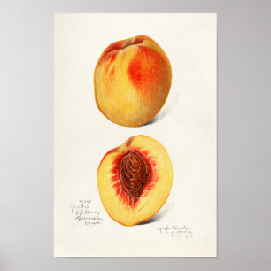 Poster Peaches (Prunus Persica) Peinture à l'aquarelle de