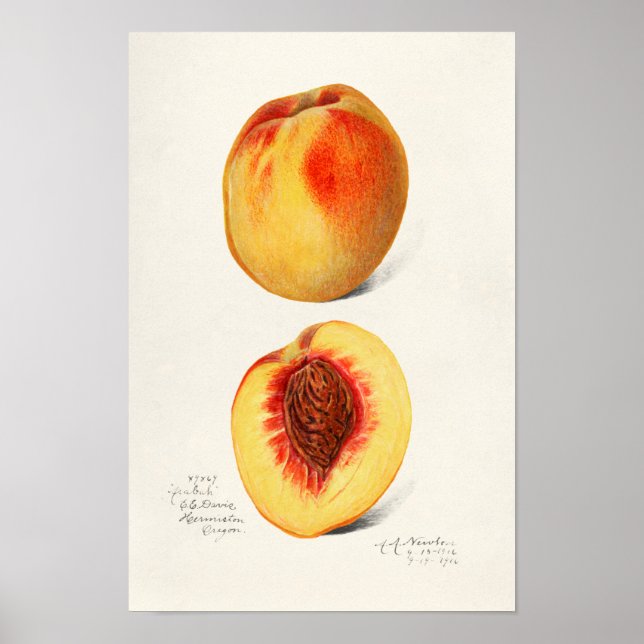 Poster Peaches (Prunus Persica) Peinture à l'aquarelle de (Devant)