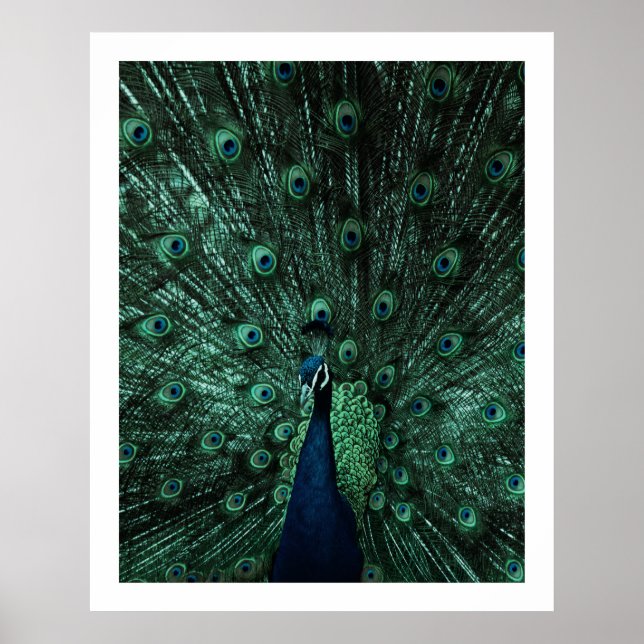 Poster Peacock (Devant)