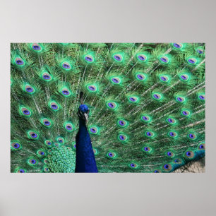 Poster Peacock