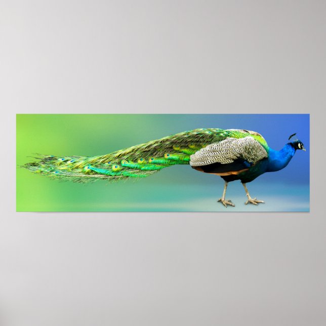 Poster Peacock (Devant)