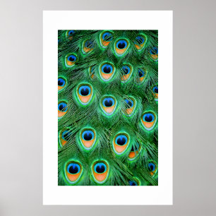 Poster Peacock#2