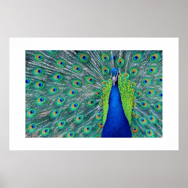 Poster Peacock#3 (Devant)