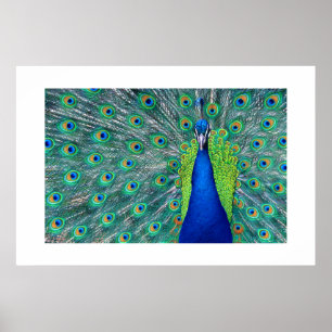 Poster Peacock#3-Poster