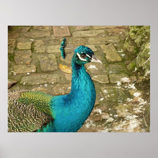 Poster Peacock Belle photographie nature (Devant)