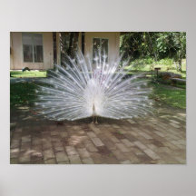 Peacock blanc