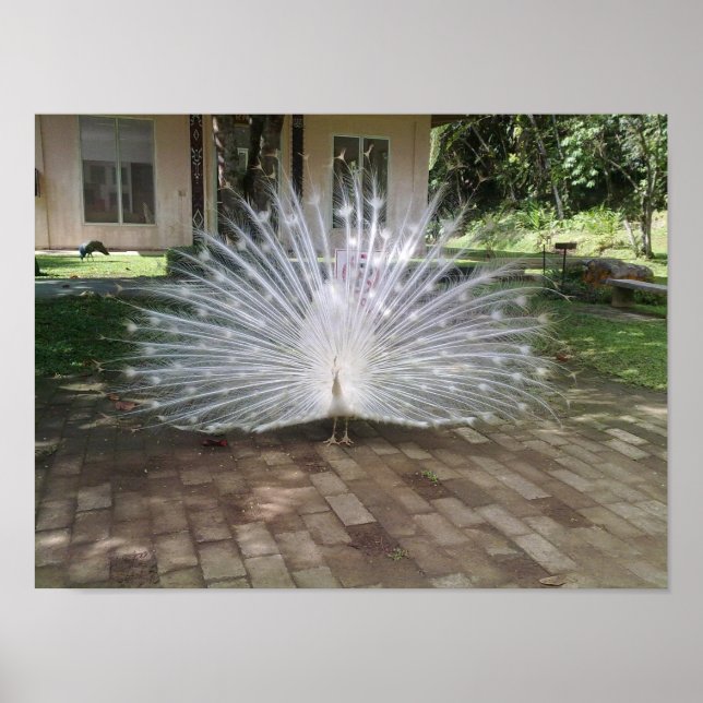 Poster Peacock blanc (Devant)