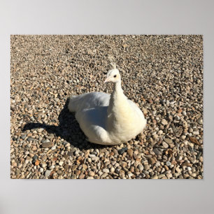 Poster Peacock Blanc, Idaho