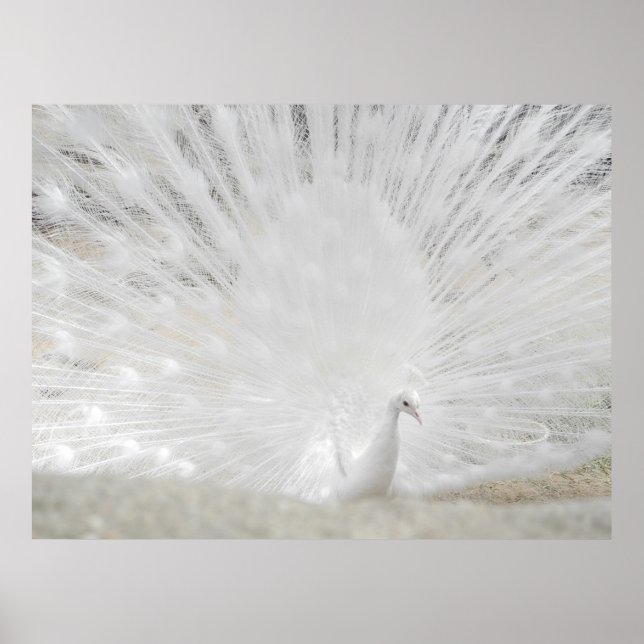 Poster Peacock blanc, photo Extraordinaire (Devant)